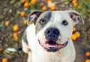 Ile to jest american staffordshire terrier?